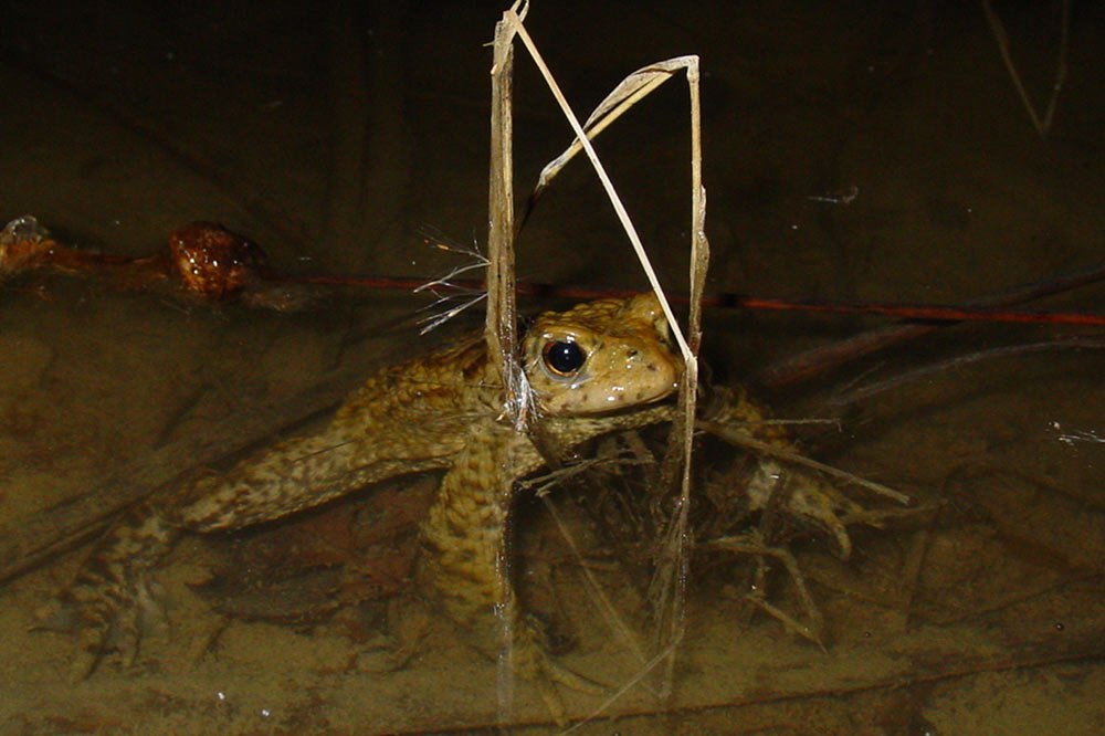 Crapaud commun en période de reproduction