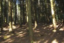 Sous-bois de forêt d'épicéas
