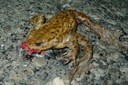Crapaud écrasé