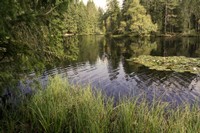 L'étang de la Gruère