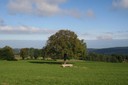 Arbre isolé dans un champ