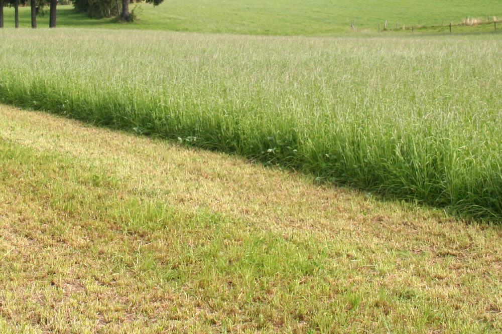Pré fauché