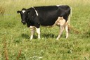 Vache paissant dans un champ