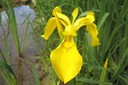 Iris faux acore