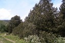 Pinède