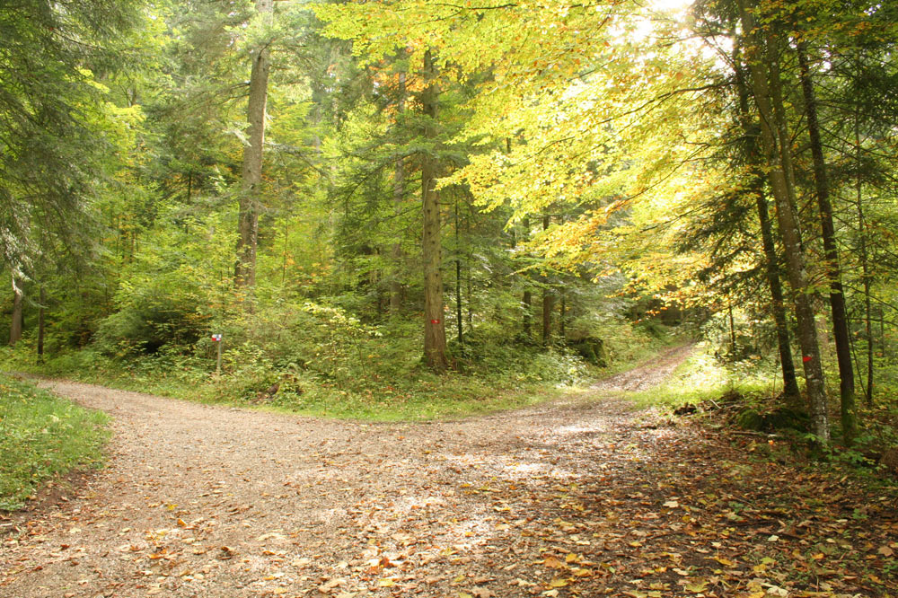 Réseau de chemins forestiers dans la forêt jardinée