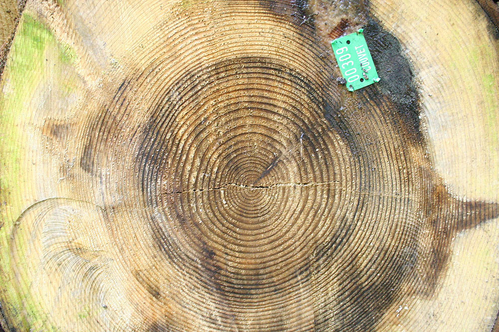Tronc de forêt jardinée