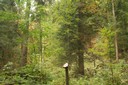 Poste: Une forêt rescapée