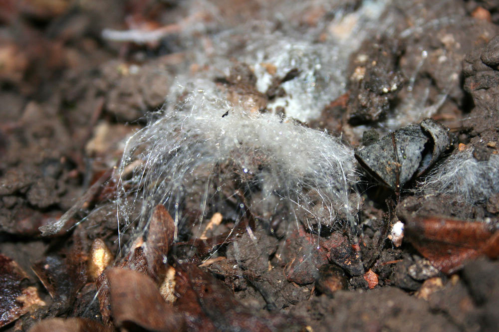 Mycélium