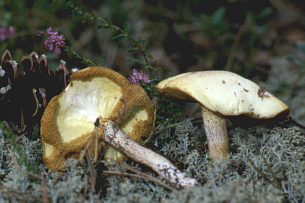 Bolet agréable