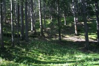 Forêt fermée