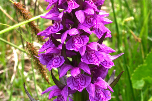Orchis à larges feuilles