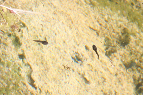 Têtards de grenouille rousse