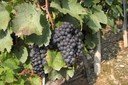 Raisin rouge