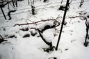 Vigne fraîchement taillée