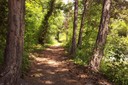 Piste vita parcourant une pinède à Chamoson