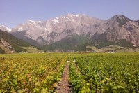 Vue du vignoble de Chamoson