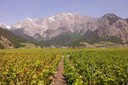 Vue du vignoble de Chamoson
