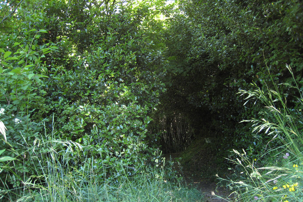Orée du bois de houx