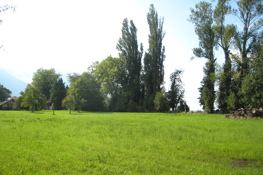 Peupliers